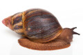 Archachatina marginata suturalis 1b adult, 11cm